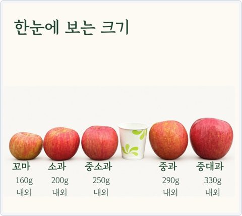 감홍사과 품종 비교 사진 5
